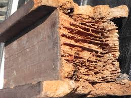 Example of termite damage