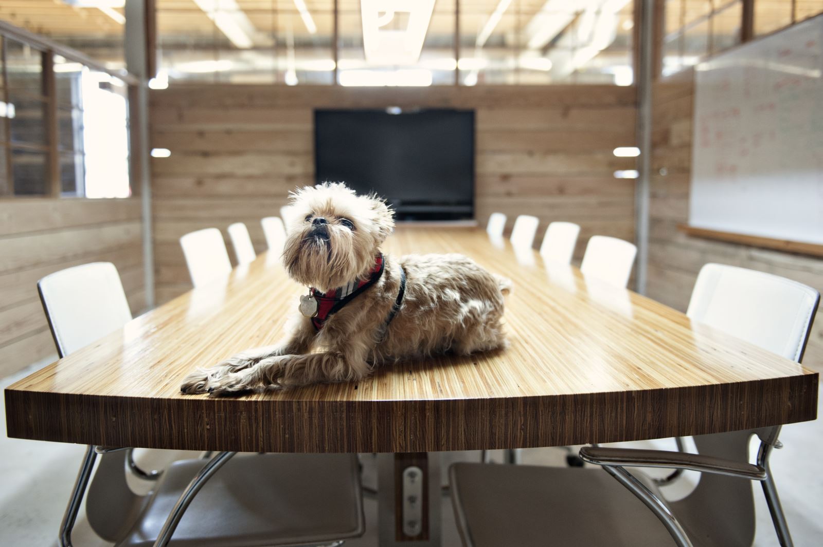 Lighter side: Are you ready for international ‘Take Your Dog to Work Day’?