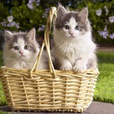 Far Out Friday: Uber launches kitten delivery for employees