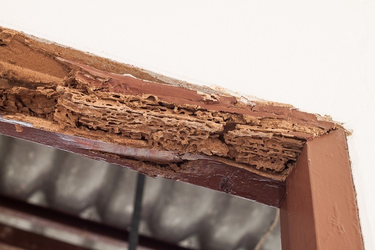 A timber door beam damaged by Termites