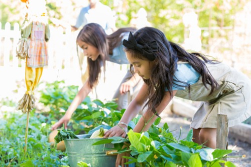How is your school addressing environmental sustainability?