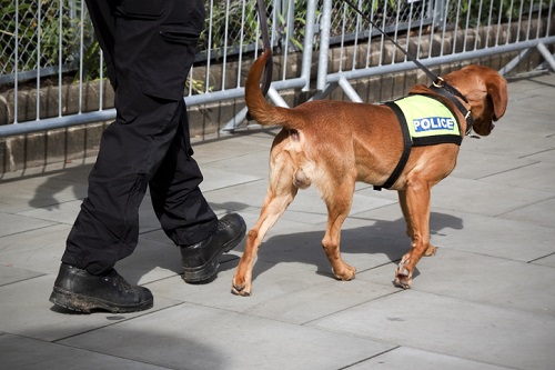 Principals get the nod to deploy drug-sniffing dogs