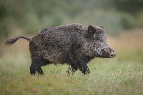 wild boar attack