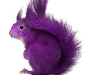 Catching the purple squirrel